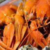 Раки 80-100 гр вареные с укропом и чесноком в Раковарня Две клешни по цене 4385