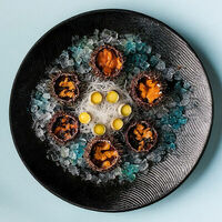 Морской еж в Терраса