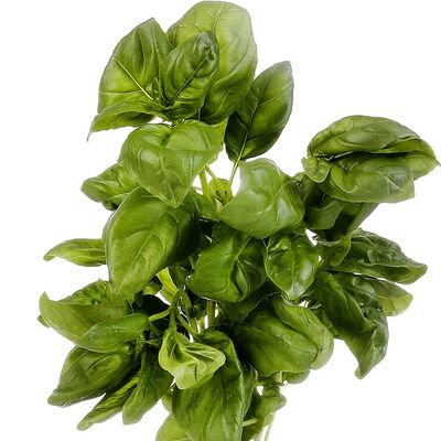 Базилик зелёный в На кухне по цене 135 ₽