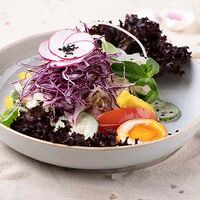 Гадо Гадо в Шикари