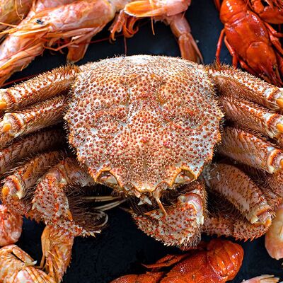 Волосатик в Раки Кусаки по цене 2500 ₽