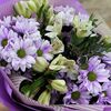 Мальвина в FLORISTICA по цене 2450