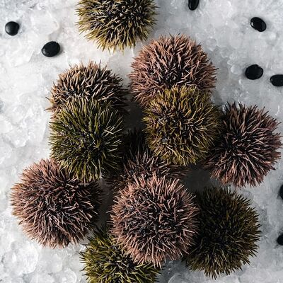 Живой морской ежв Свежая устрица по цене 1314 ₽