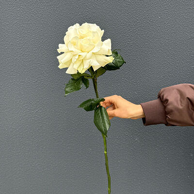 Роза французская белая mondial 70 см в Не плачь, пей кофе по цене 840 ₽