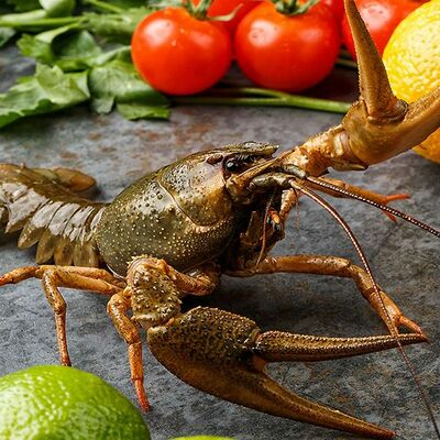 Раки живые крупные в Rakiru по цене 2850 ₽