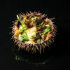 Морской еж с лайм-курдом, васаби, соусом шисо в Вкус Моря по цене 590
