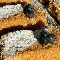 Наполеон в Camon Cafe