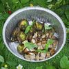 Куриное бедро и молодой картофель в Naturado по цене 630
