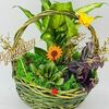 Комнатные растения в корзине для учителяв Дарите красиво по цене 5590