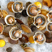 Логотип Rakushka