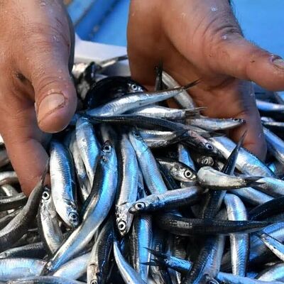 Хамса слабосолёная в Раки&Пиво по цене 150 ₽