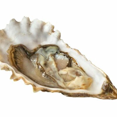 Устрица открытая Хасанская в Delivery-Oyster по цене 435 ₽