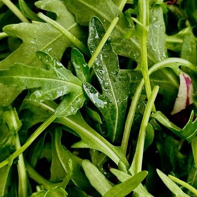 Руккола в Есть на море по цене 120 ₽