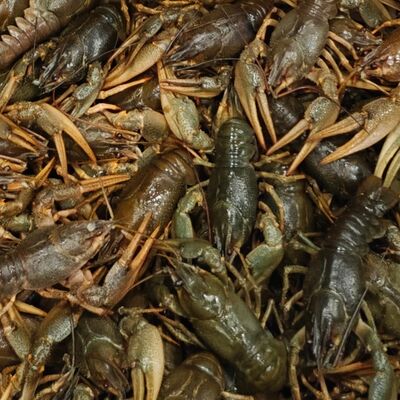 Раки волжские средние живые в Вкусноморье по цене 390 ₽