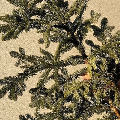 Ветка нобилиса в Букет Альфред I клубника в шоколаде и букеты по цене 650 ₽