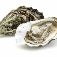 Устрица Касабланка в Ракушка