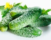 Огурцы свежие в Чентуриппе