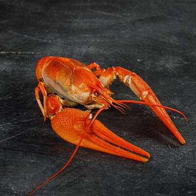 Королевский Волжский рак в Мосраки по цене 8790 ₽