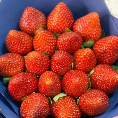 Радость в Mosfresa по цене 3000