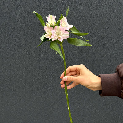 Альстромерия розовая 1шт в Не плачь, пей кофе по цене 375 ₽