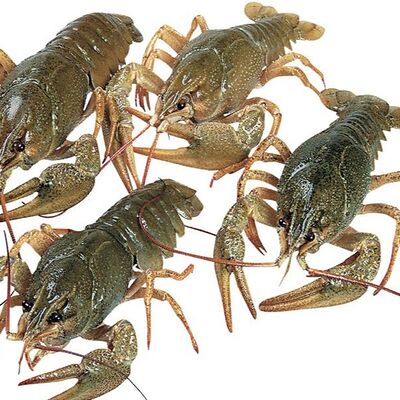 Раки крупныев LOMONOSOV RAKOVARNYA по цене 3360 ₽