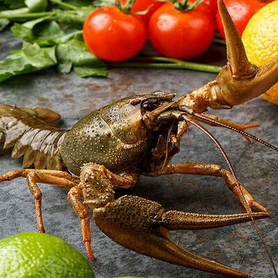 Раки живые отборные в Rakiru по цене 3250 ₽