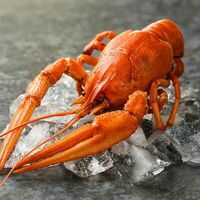 Логотип Rakiru