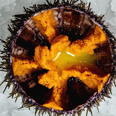 Морской ёж в Nautilus по цене 288 ₽