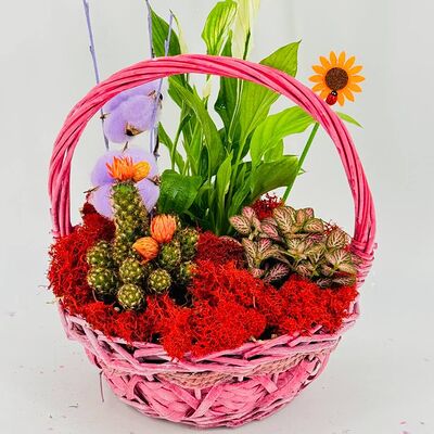 Красная корзина с домашними цветамив Дарите красиво по цене 5190 ₽