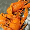 Раки вареные с укропом в Роллерсити по цене 1300