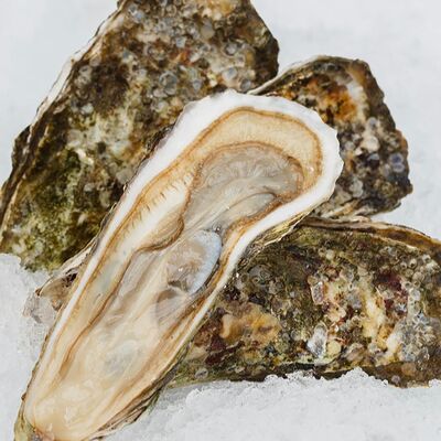 Устрица Императорская в Раковарня Красный рак по цене 250 ₽