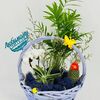 Корзина с комнатыми растениями для учителяв Дарите красиво по цене 5990