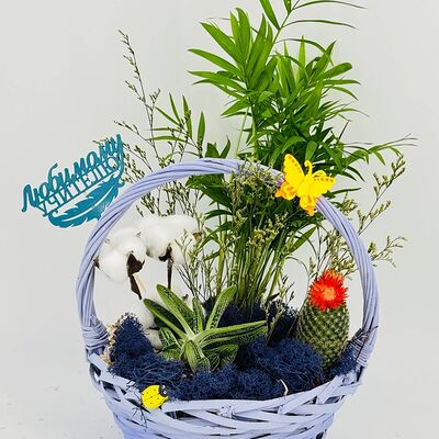 Корзина с комнатыми растениями для учителяв Дарите красиво по цене 5990 ₽