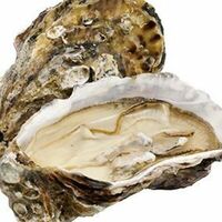 Устрица Белый Жемчуг в Ракушка