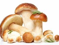 Белые грибы в Чентуриппе