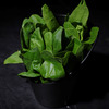 G01 Шпинат (菠菜) в Chaoshan по цене 390
