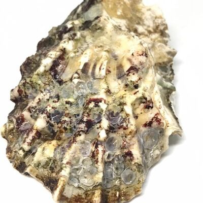 Устрица Хасанская в Раковарня Красный рак по цене 250 ₽